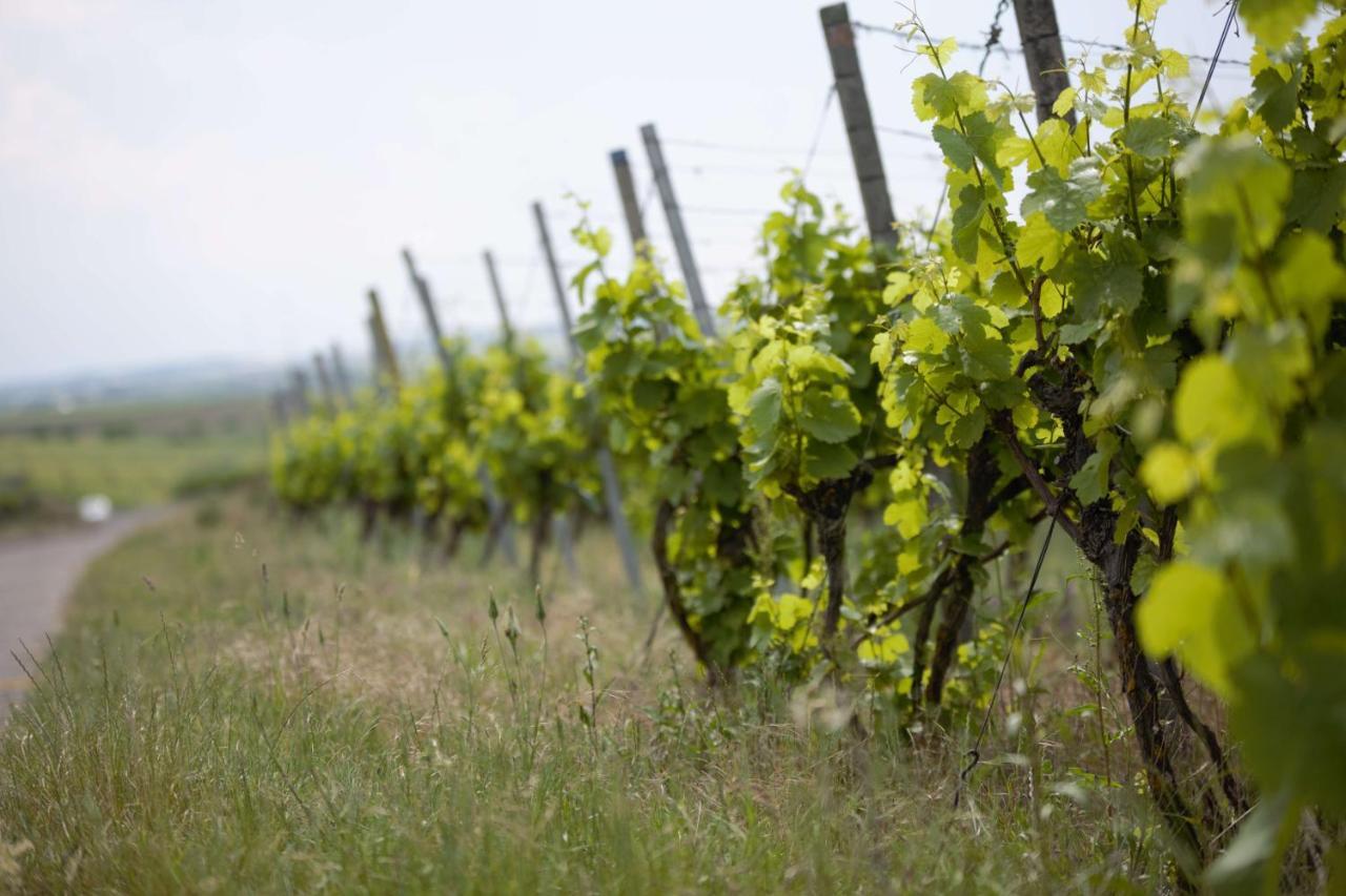 Weingut Schilling Hotel Seinsheim Bagian luar foto